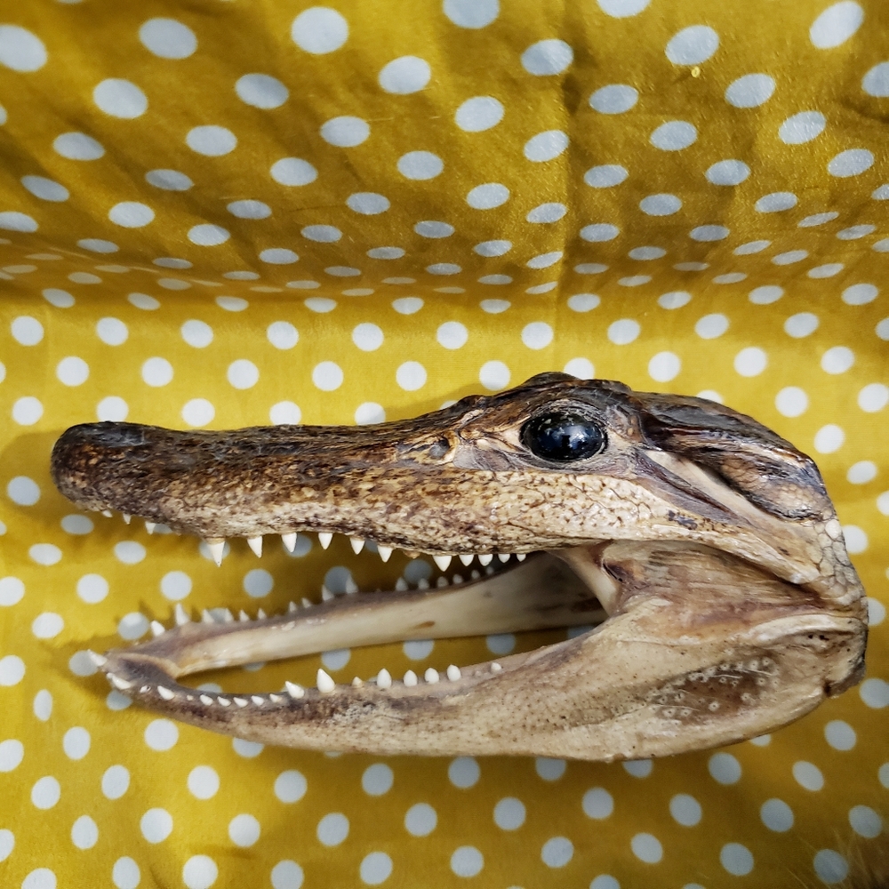 Alligator Head - Vintage New Orleans Souvenir